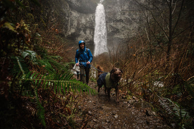 A man and dog walk on a muddy hiking trail near a waterfall.
