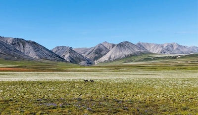 Two dogs run across field in the Coastal Plain of the Arctic National Wildlife Refuge