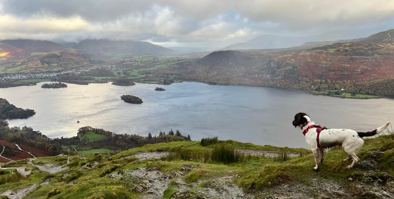 One of Kerry's dogs looks out on a lake from the Catbells Walk trail. 