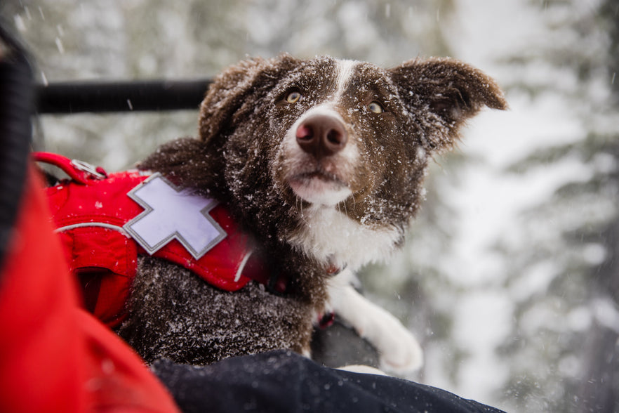 Meet Ruddy: Mt. Bachelor's Playful Avalanche Dog | Ruffwear UK