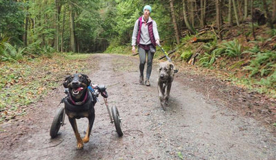 Noodle in a dog wheelchair runs ahead of human bree and sibling Shamus while on a hike.
