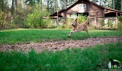 Chester runs along grass in front of a house.
