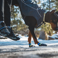 Dog getting out of car wearing boots.