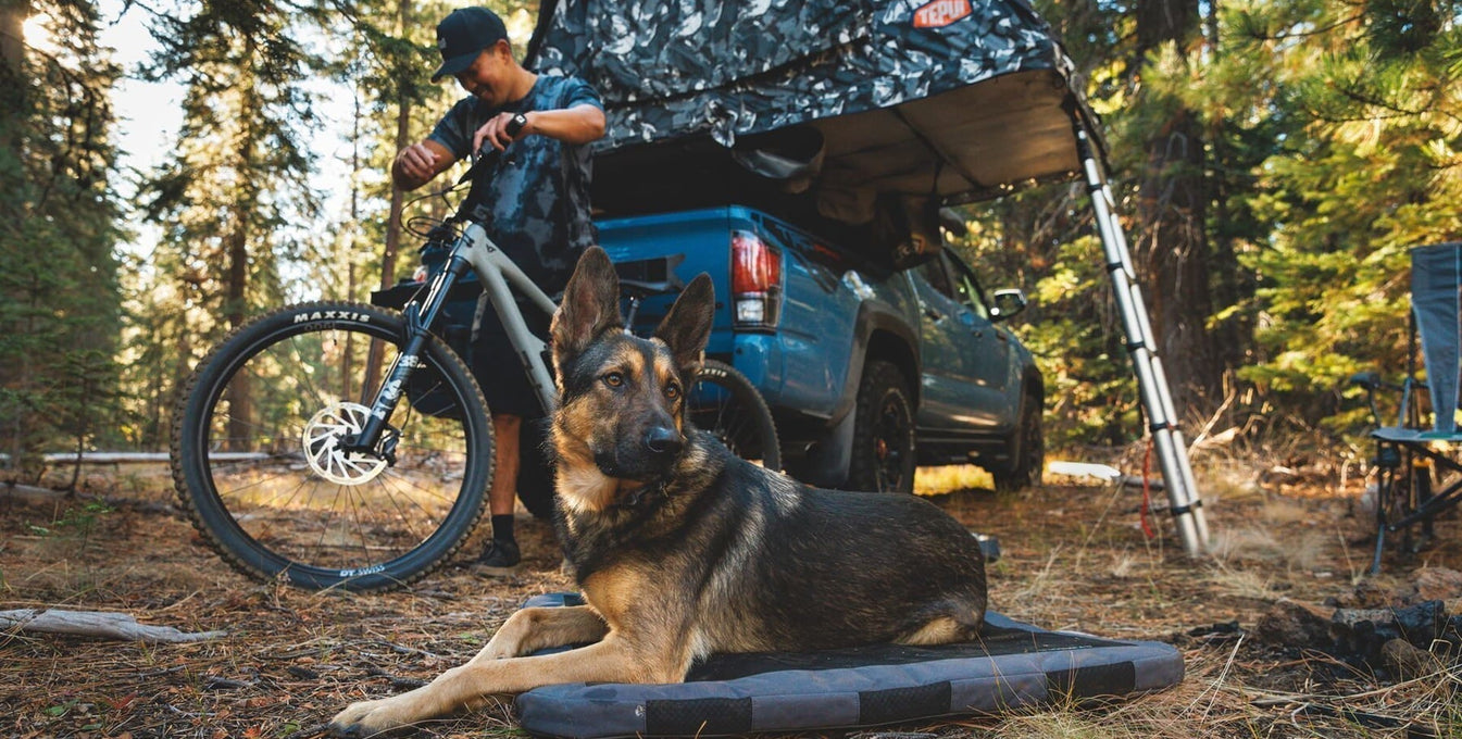 A human and dog relax at a campsite together.