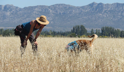 Bounder Rita Santos and Rogue Hera sniffing for an endangered grasshopper which lives only on the Crau plains in the South of France