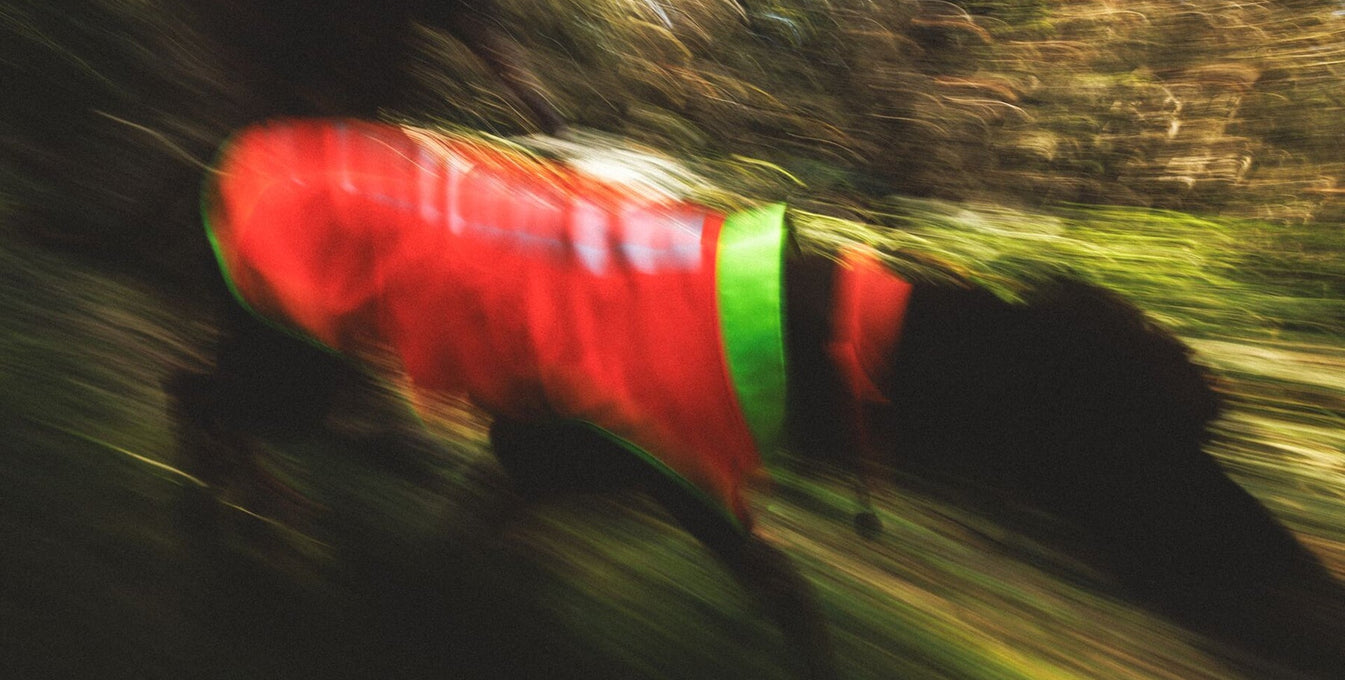 A dog runs through the woods at night in a Lumenglow