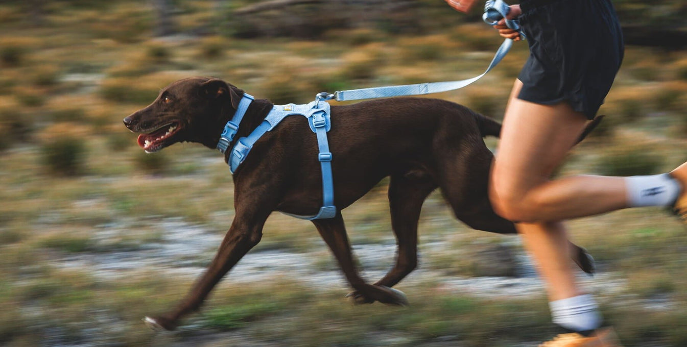 A dog runs in the Front Range Flex set