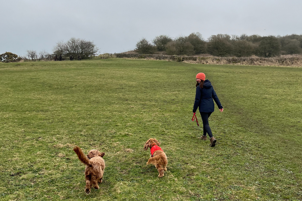 A woman and two dogs walking in a field.