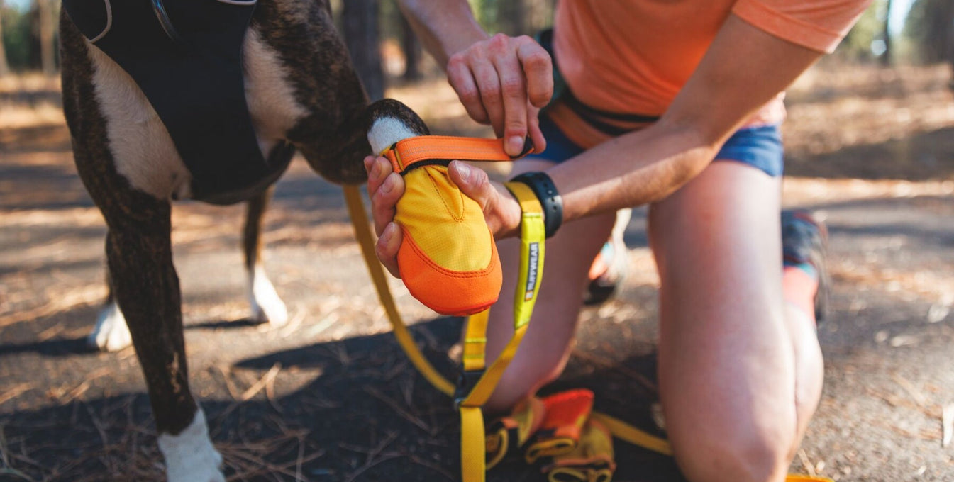 Dog Paw Anatomy: Parts of a Dog’s Paw