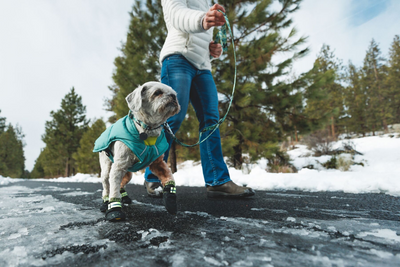 Top Gear for Senior Dogs