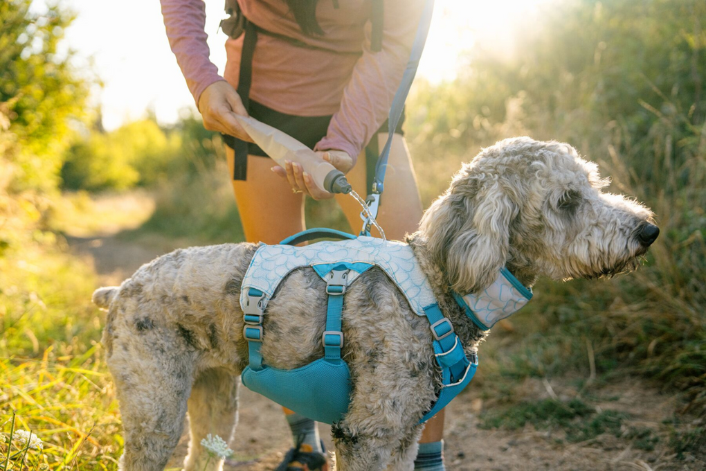 Woman pouring water onto dog's Swamp Cooler™ Harness.