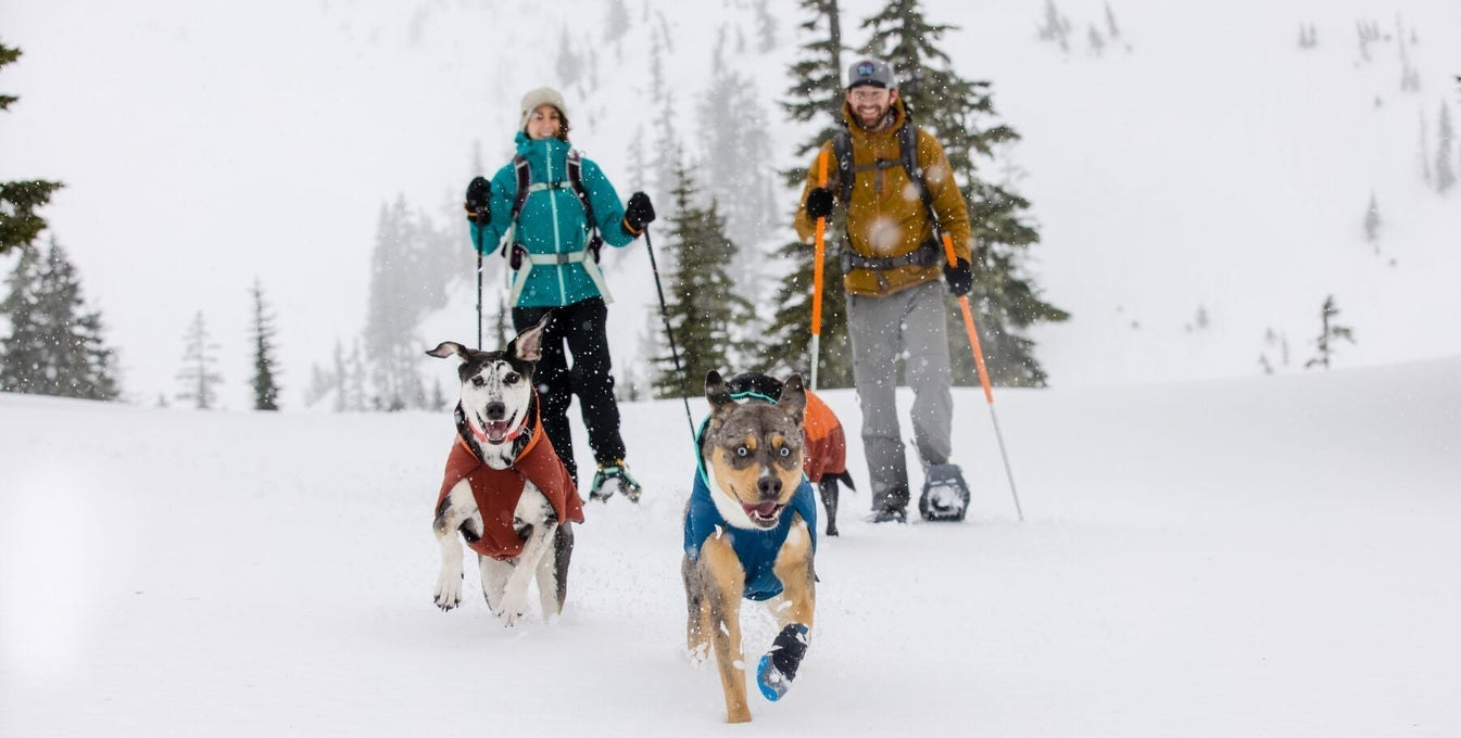 Two humans and two dogs wearing a Vert jacket explore in the snow