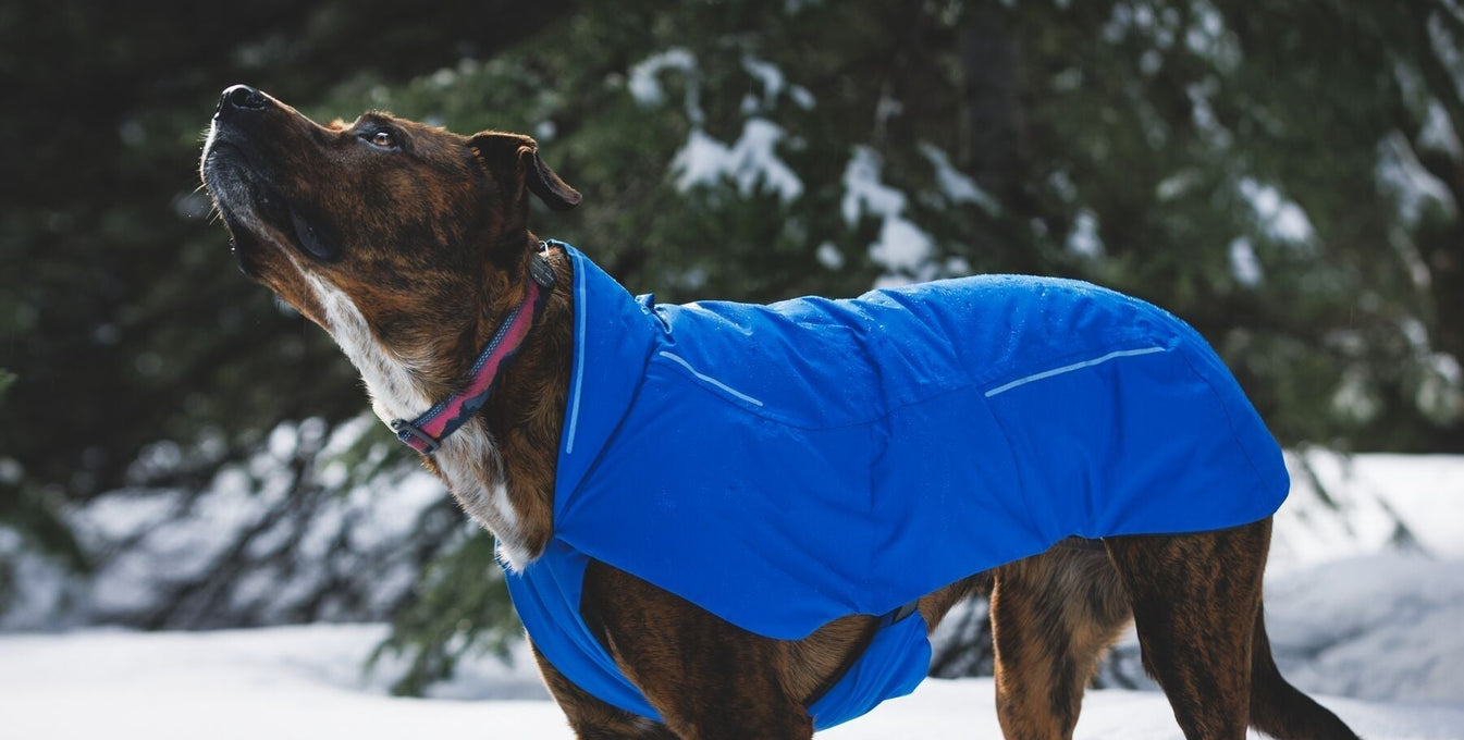 A Lineage of Performance Jackets for Dogs