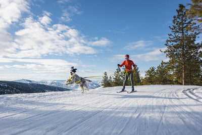 A human and dog Skijore together under a beautiful blue sky.