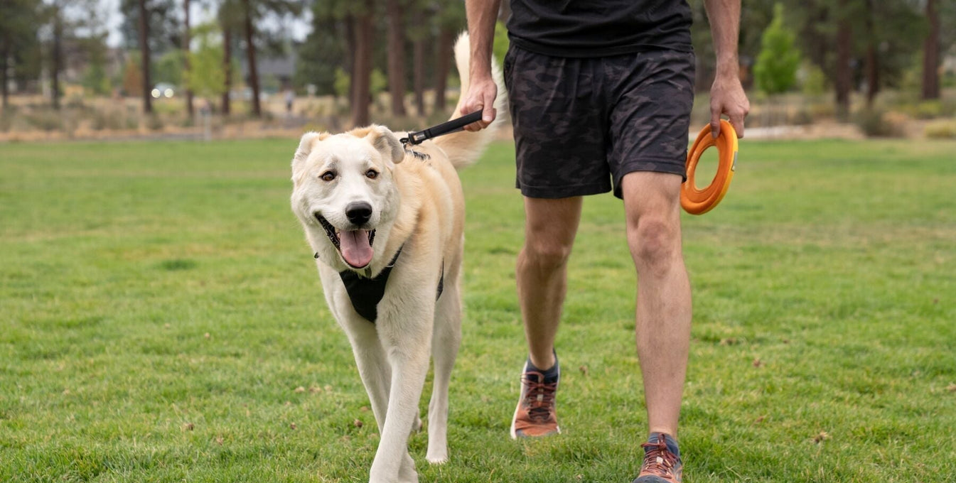A happy dog walks through a grassy field wearing a traffic lead.