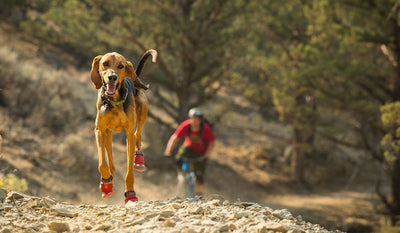Dog wearing boots running on rocky trail with their human mountain biking