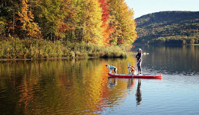 Maria paddleboards along fall colored trees with two dogs in float coats on her board.