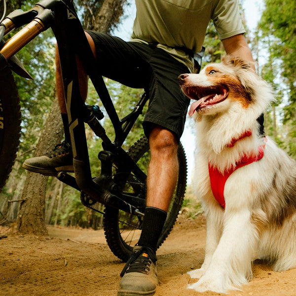 A human and dog sit on a rock together