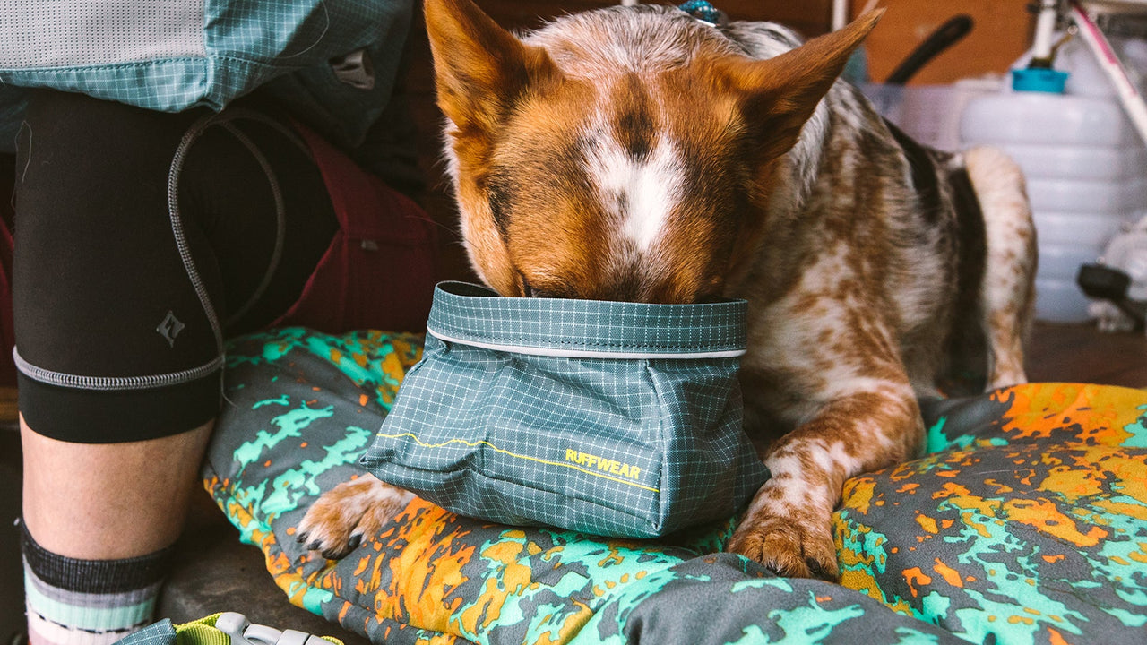 Bivy™ Collapsible Dog Bowl