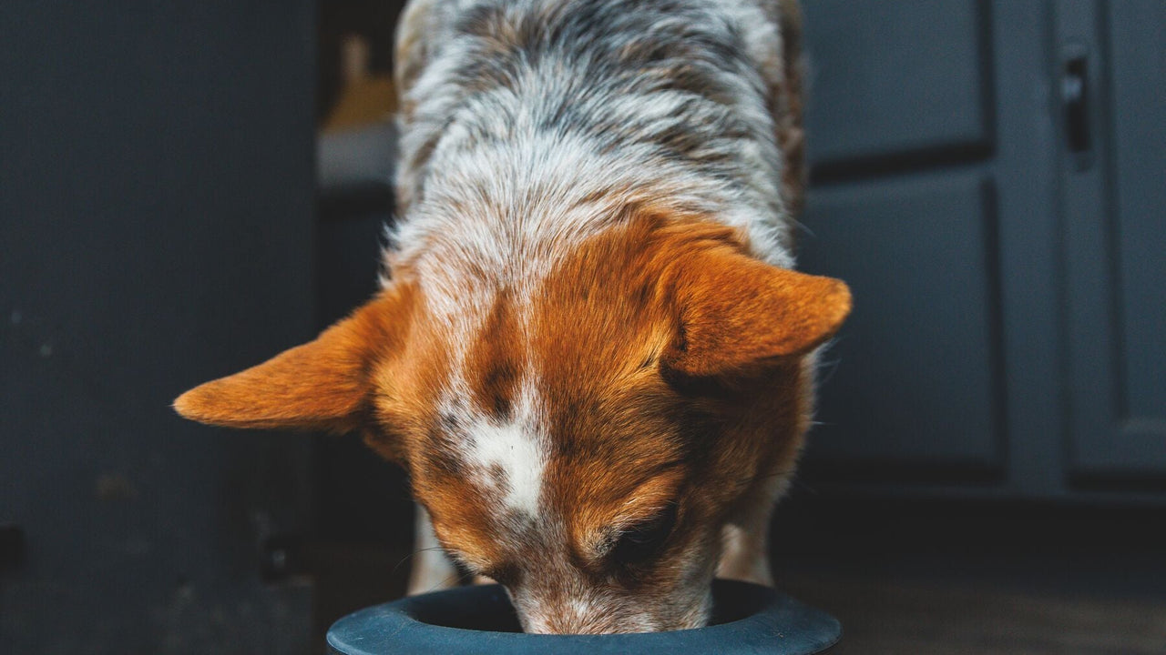 Contains Water & Splashes