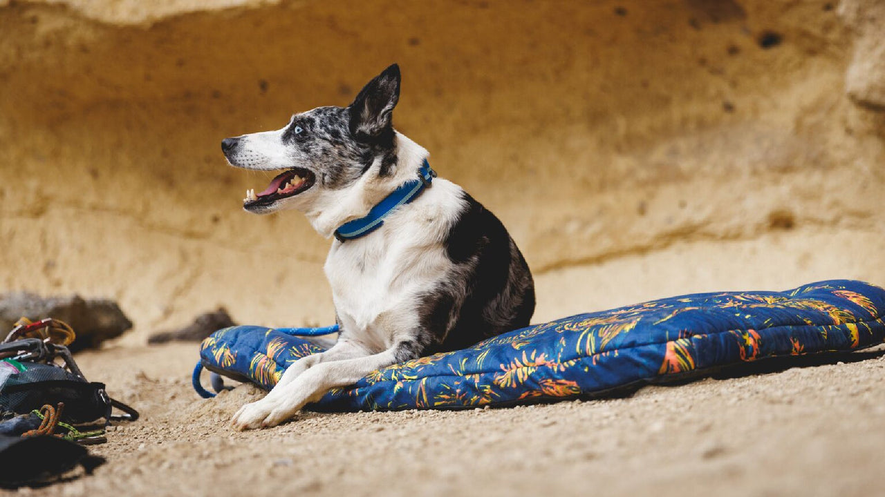 LANGLEBIGES GURTBAND