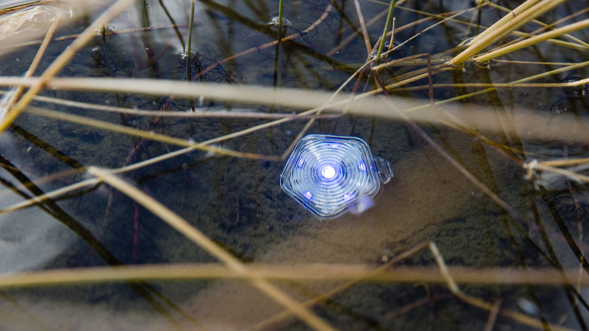 Buy Ruffwear Dog Safety Light - Clear Lake At Dominican Republic