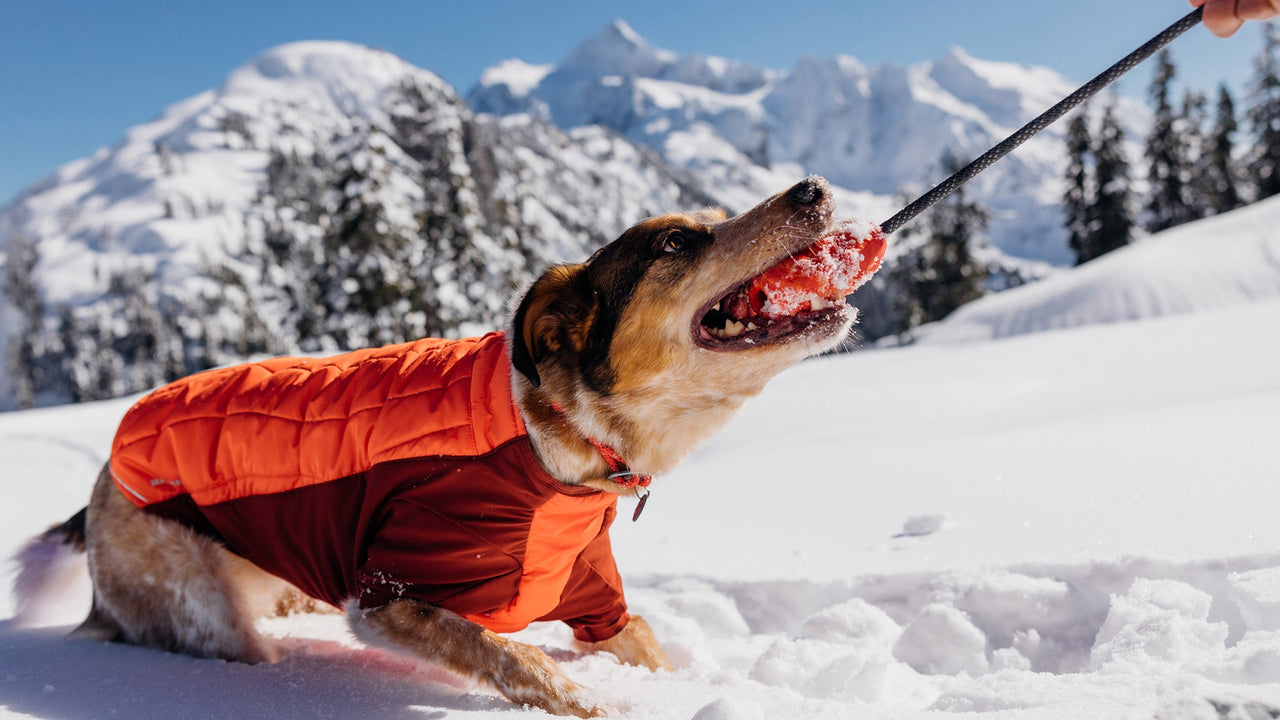 https://ruffwear.de/cdn/shop/files/60811_Huck-a-Cone_Key_Features_Great_Visibility.jpg?crop=center&height=720&v=1656433013&width=1280