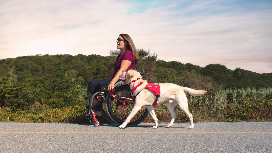 Service Dogs Assistance Therapy Ruffwear