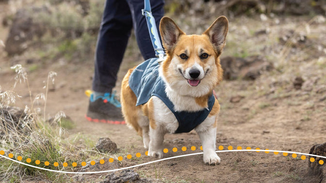 Corgi in stumptown dog jacket on trail.