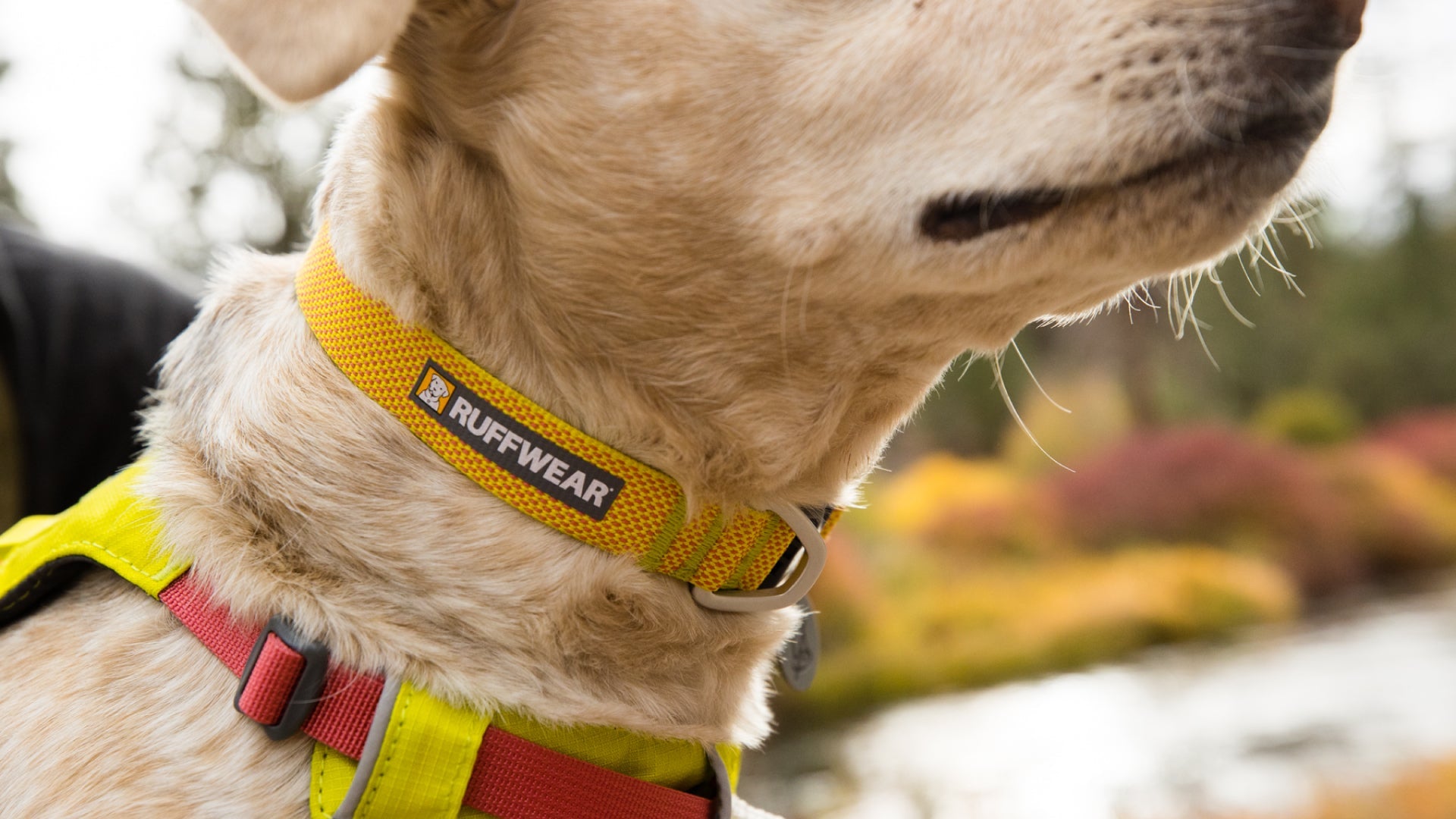 Hi Light Leicht Hundehalsband Ruffwear