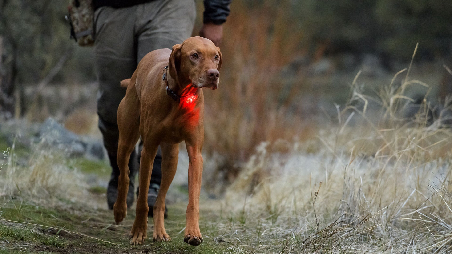 Dog 2025 safety light