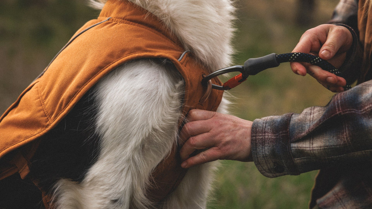 Back and chest leash attachment points on the Ruffwear Overcoat Fuse