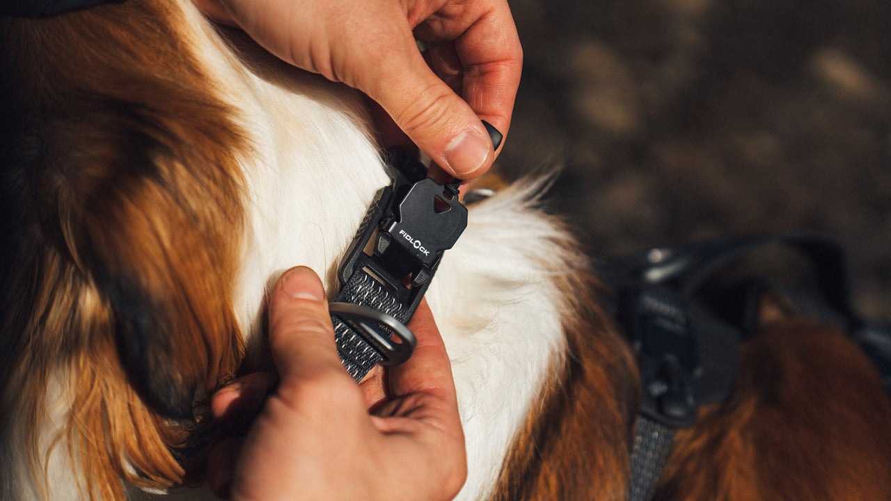 Fidlock® magnetic buckle on the RUFFWEAR Ridgeline™ dog collar