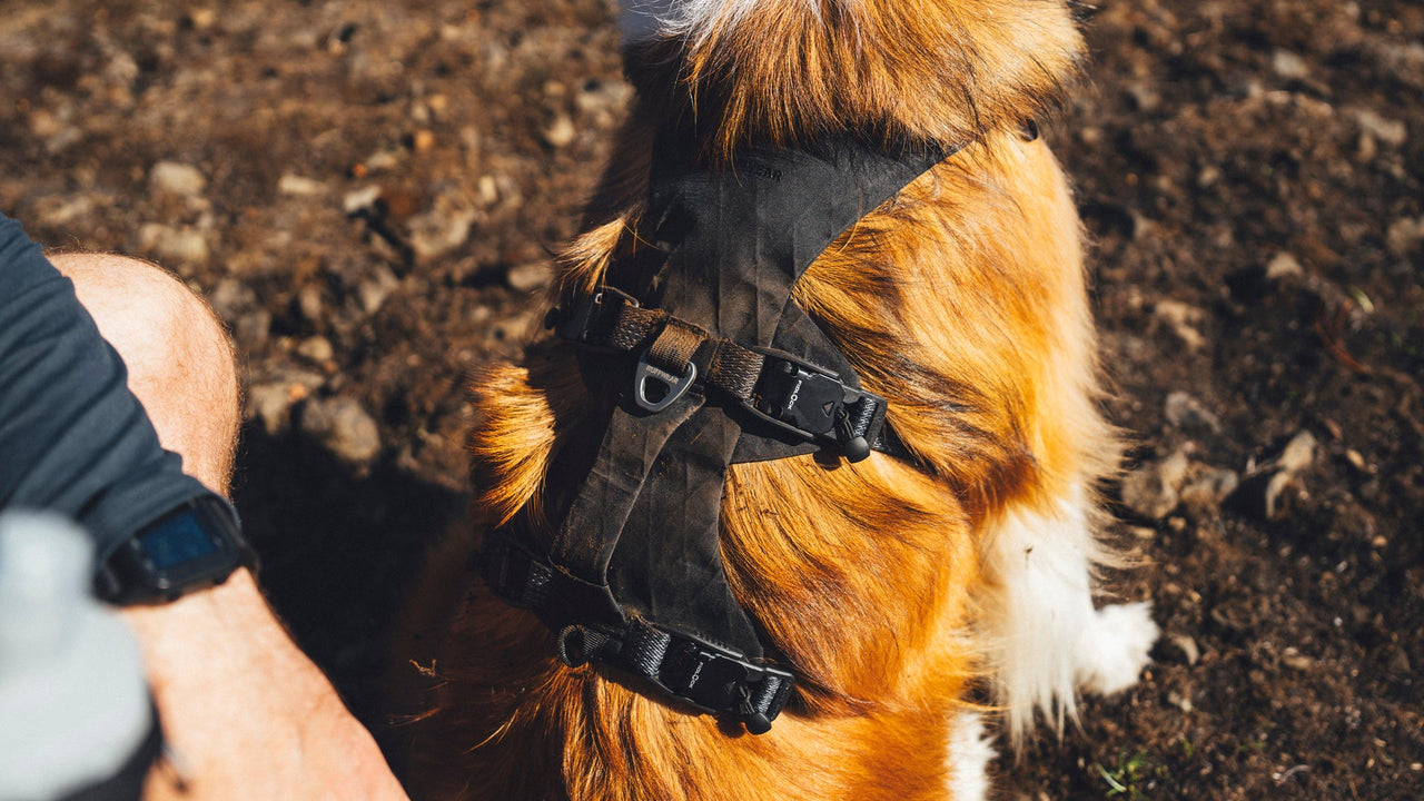 X-Pac RX30 shell on the RUFFWEAR Ridgeline high-performance dog harness