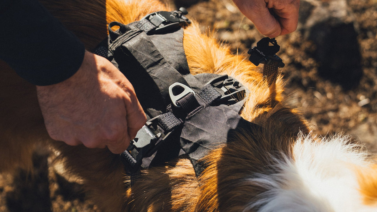 Fidlock magnetic V-buckle on the RUFFWEAR Ridgeline dog harness