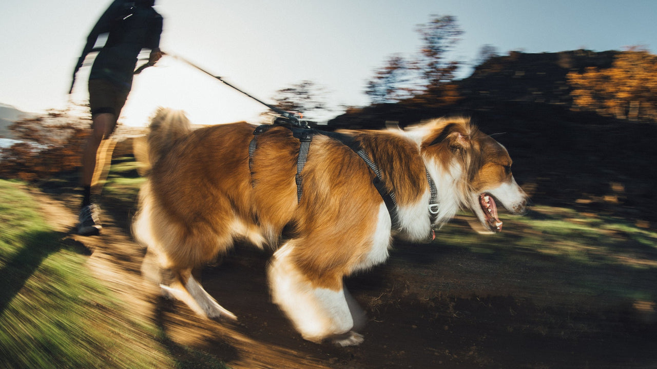 360-degree reflective webbing on the RUFFWEAR Ridgeline dog harness in low light