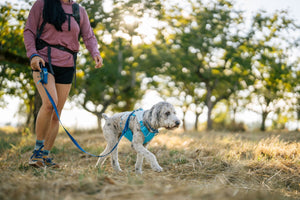 About the Swamp Cooler™ Dog Cooling Harness. Video Thumbnail