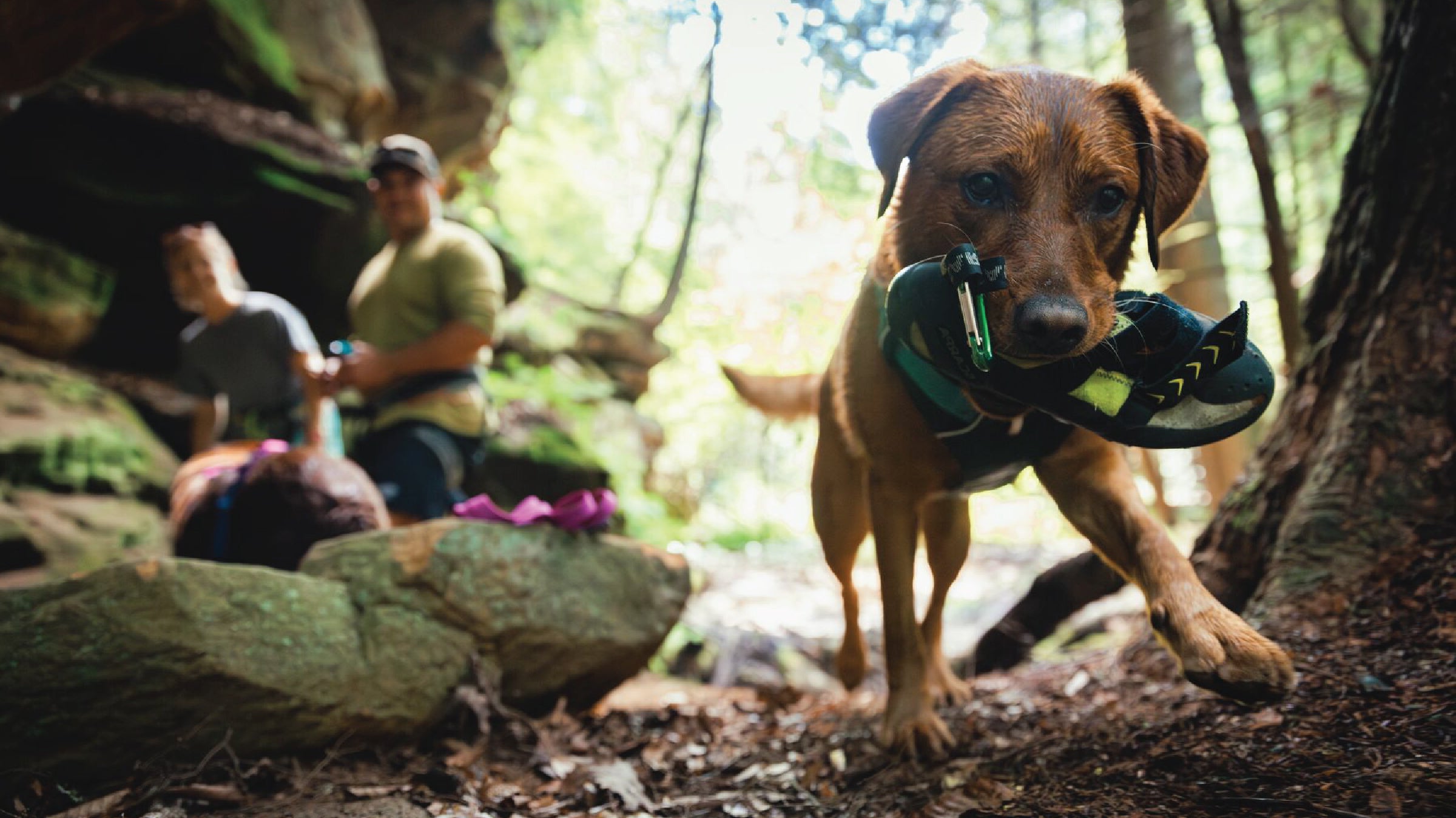 Outdoor Performance Dog Gear Ruffwear