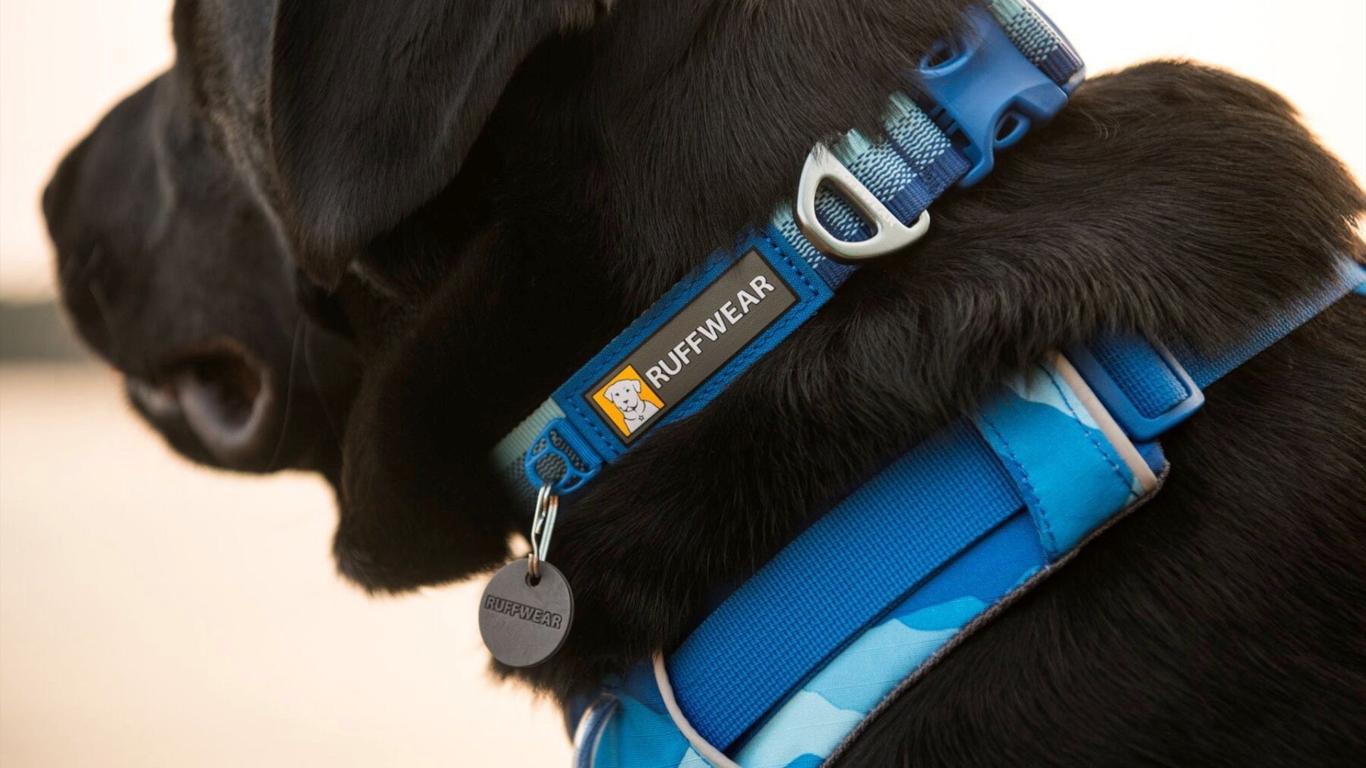 Collier Front Range Ruffwear