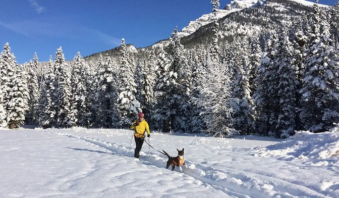 Bronwyn uses omnijore dog joring system with her dog on nordic ski trails.