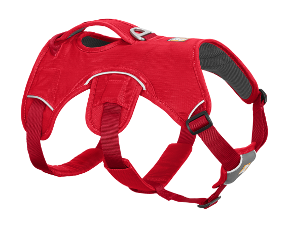 Avalanche 2024 dog leash