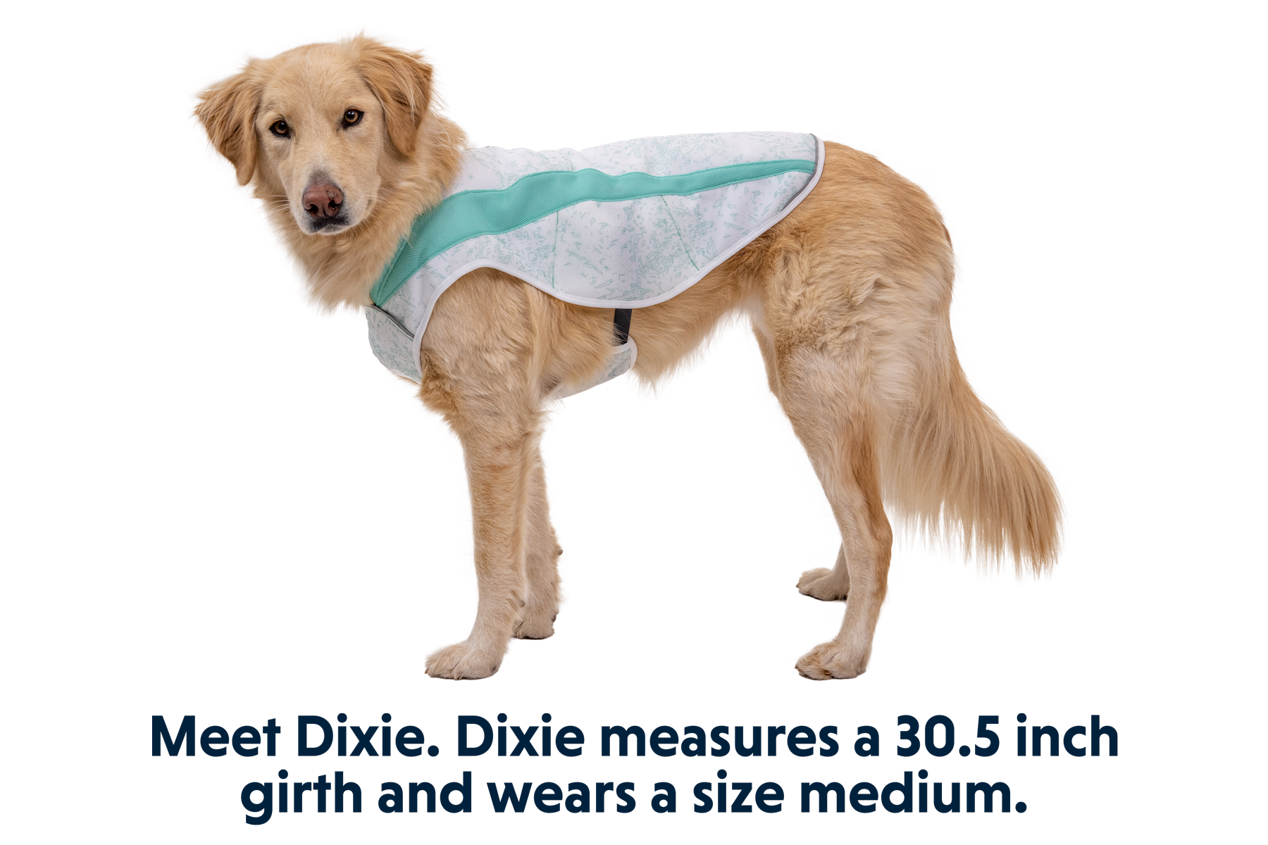 Swamp cooler for dogs hot sale