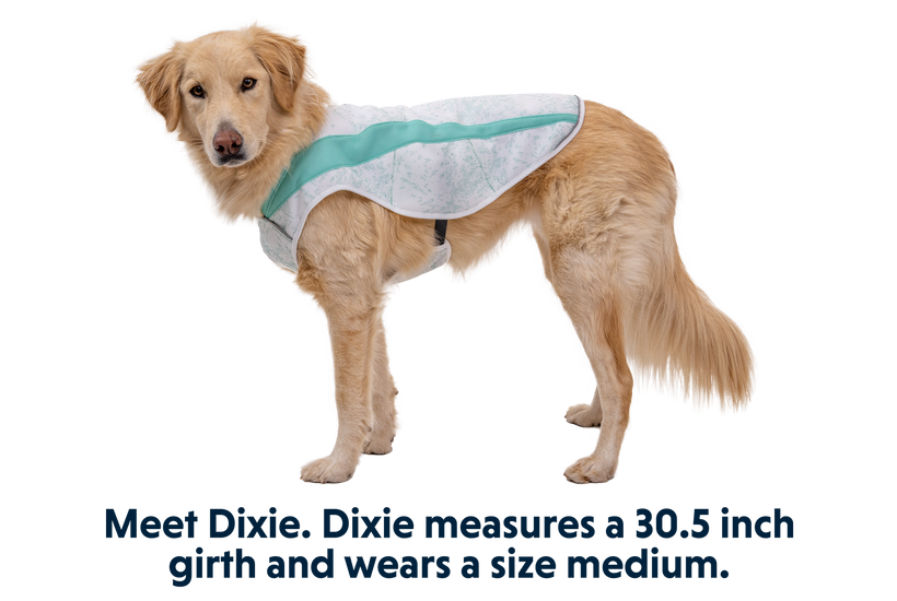 Ice vest sales for dogs